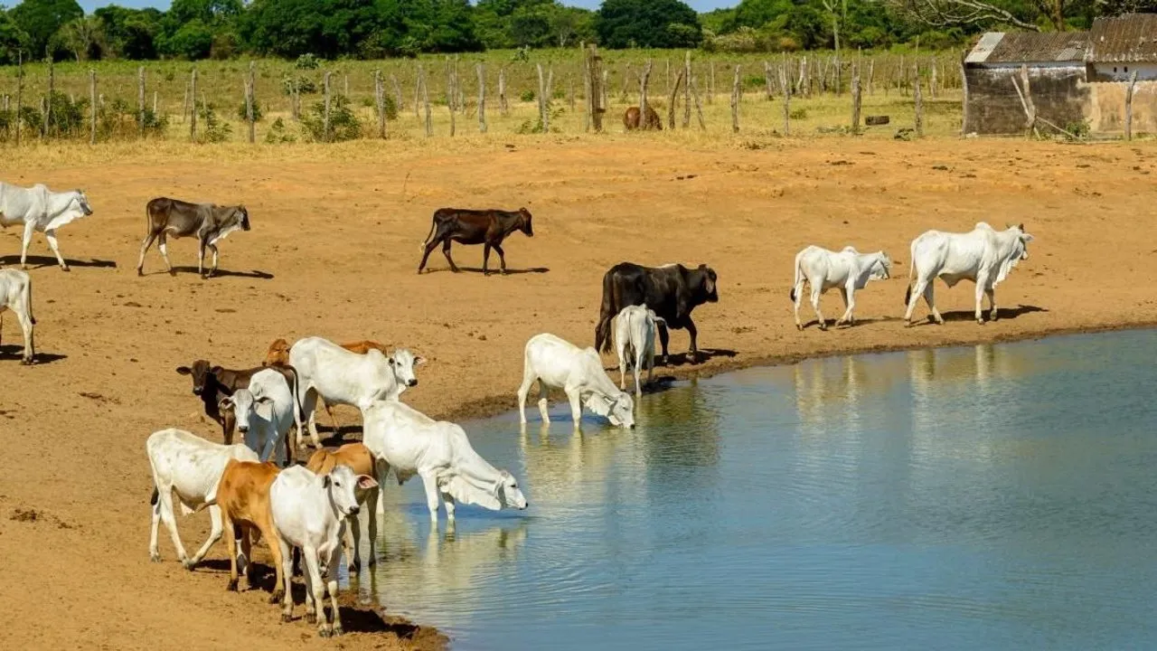 Cattle gather and drink at the edge of a pond in a dry rural field.